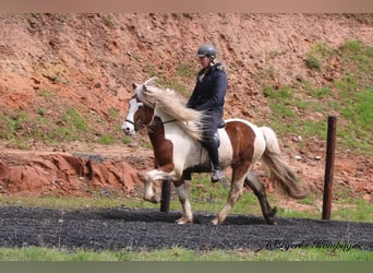 IJslander, Ruin, 5 Jaar, 148 cm, Gevlekt-paard