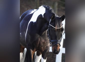 IJslander Mix, Ruin, 5 Jaar, 150 cm, Gevlekt-paard