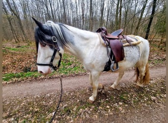 IJslander Mix, Ruin, 5 Jaar, 150 cm, Gevlekt-paard