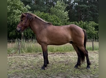 IJslander, Ruin, 5 Jaar, Bruin
