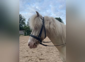 IJslander, Ruin, 5 Jaar, Cremello