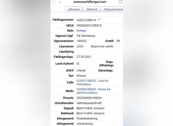 IJslander, Ruin, 5 Jaar