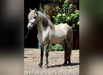 IJslander, Ruin, 5 Jaar, Schimmel