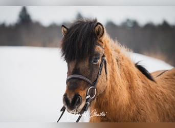IJslander, Ruin, 6 Jaar, 136 cm, Buckskin