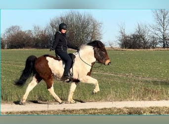 IJslander, Ruin, 6 Jaar, 137 cm, Gevlekt-paard