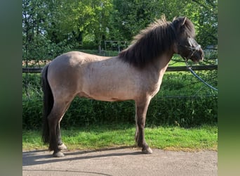 IJslander, Ruin, 6 Jaar, 138 cm, Falbe