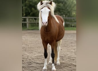 IJslander, Ruin, 6 Jaar, 138 cm, Gevlekt-paard