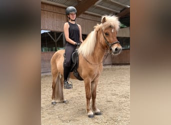IJslander, Ruin, 6 Jaar, 139 cm, Falbe