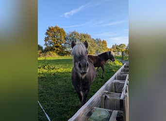 IJslander, Ruin, 6 Jaar, 140 cm, Champagne