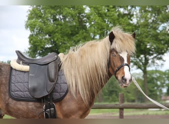 IJslander, Ruin, 6 Jaar, 140 cm, Gevlekt-paard