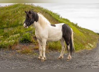 IJslander, Ruin, 6 Jaar, 140 cm, Gevlekt-paard