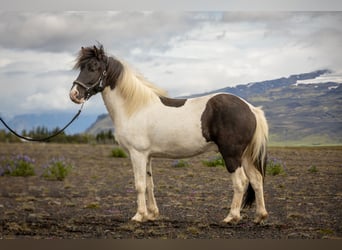 IJslander, Ruin, 6 Jaar, 140 cm, Gevlekt-paard