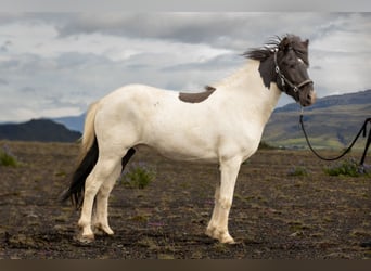 IJslander, Ruin, 6 Jaar, 140 cm, Gevlekt-paard