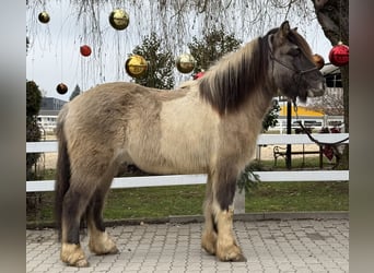 IJslander, Ruin, 6 Jaar, 140 cm, Gevlekt-paard
