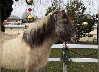 IJslander, Ruin, 6 Jaar, 140 cm, Gevlekt-paard