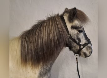 IJslander, Ruin, 6 Jaar, 140 cm, Gevlekt-paard
