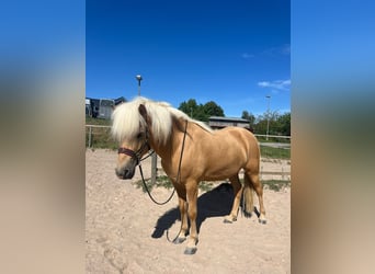 IJslander, Ruin, 6 Jaar, 140 cm, Palomino