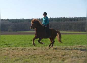 IJslander, Ruin, 6 Jaar, 140 cm, Vos