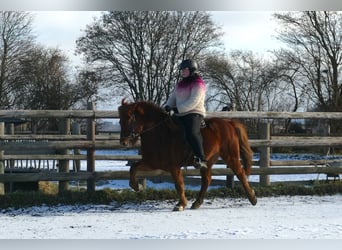 IJslander, Ruin, 6 Jaar, 140 cm, Vos