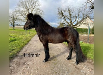 IJslander, Ruin, 6 Jaar, 140 cm, Zwart