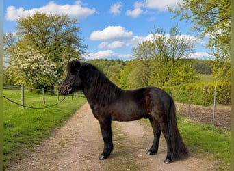 IJslander, Ruin, 6 Jaar, 140 cm, Zwart