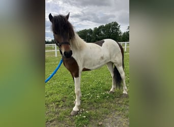 IJslander, Ruin, 6 Jaar, 142 cm, Gevlekt-paard