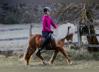 IJslander, Ruin, 6 Jaar, 142 cm, Vos