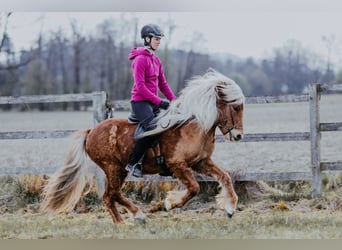 IJslander, Ruin, 6 Jaar, 142 cm, Vos