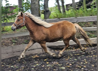 IJslander Mix, Ruin, 6 Jaar, 142 cm, Vos