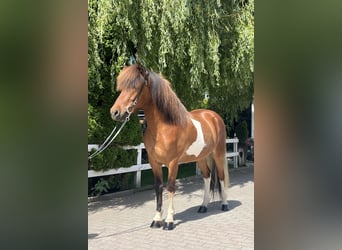 IJslander, Ruin, 6 Jaar, 143 cm, Gevlekt-paard