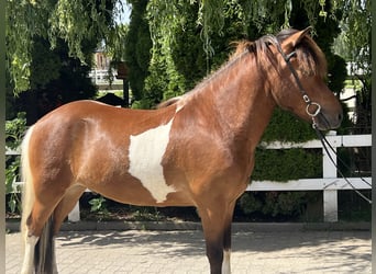 IJslander, Ruin, 6 Jaar, 143 cm, Gevlekt-paard