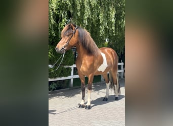 IJslander, Ruin, 6 Jaar, 143 cm, Gevlekt-paard