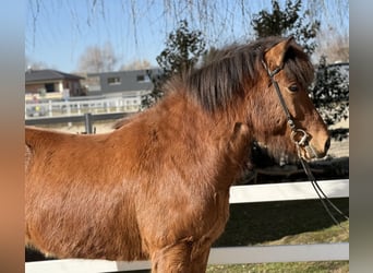 IJslander, Ruin, 6 Jaar, 145 cm, Bruin