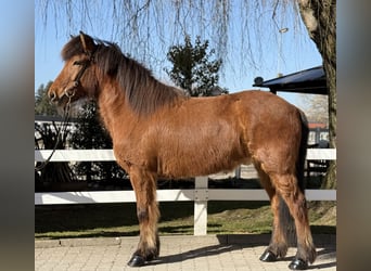 IJslander, Ruin, 6 Jaar, 145 cm, Bruin