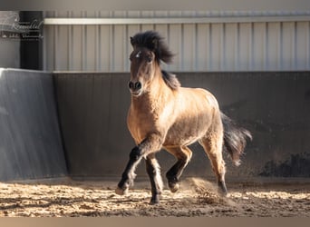 IJslander, Ruin, 6 Jaar, 145 cm, Falbe