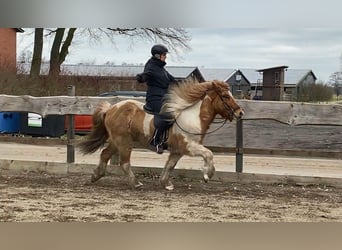 IJslander, Ruin, 6 Jaar, 145 cm, Gevlekt-paard