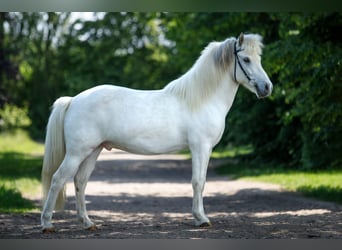 Islandpferd, Wallach, 6 Jahre, 145 cm, Schimmel