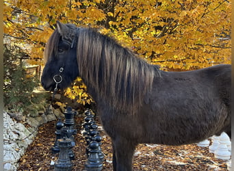 IJslander, Ruin, 6 Jaar, 145 cm, Zwart
