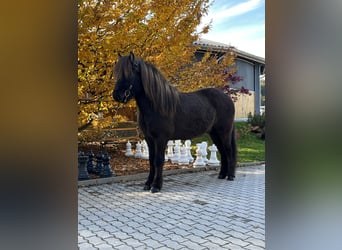 IJslander, Ruin, 6 Jaar, 145 cm, Zwart