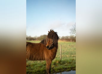 IJslander, Ruin, 6 Jaar, 146 cm, Bruin