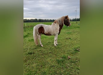 IJslander, Ruin, 6 Jaar, 148 cm, Gevlekt-paard