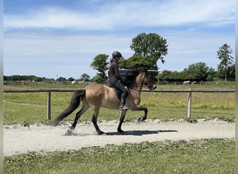 IJslander, Ruin, 6 Jaar, 150 cm, Falbe