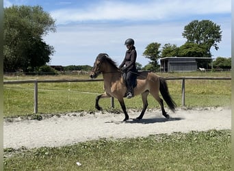 IJslander, Ruin, 6 Jaar, 150 cm, Falbe
