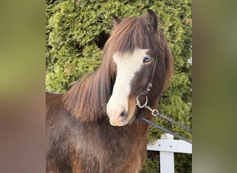 IJslander, Ruin, 6 Jaar, 150 cm, Zwartbruin