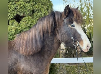 IJslander, Ruin, 6 Jaar, 150 cm, Zwartbruin