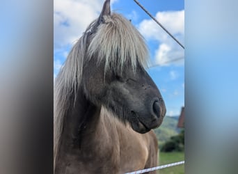 IJslander, Ruin, 7 Jaar, 133 cm