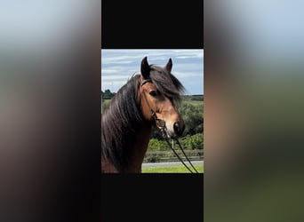 IJslander, Ruin, 7 Jaar, 135 cm, Bruin