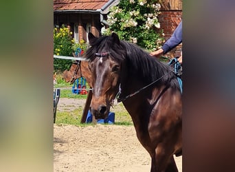 IJslander, Ruin, 7 Jaar, 136 cm, Donkerbruin