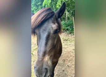 IJslander, Ruin, 7 Jaar, 138 cm, Donkerbruin