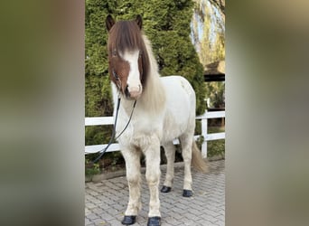 IJslander, Ruin, 7 Jaar, 138 cm, Gevlekt-paard